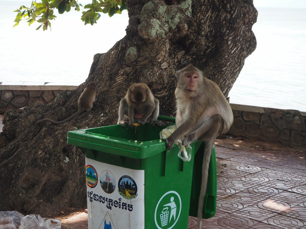 Tutejsze małpy nic sobie nie robią z fotografujących je ludzi. 